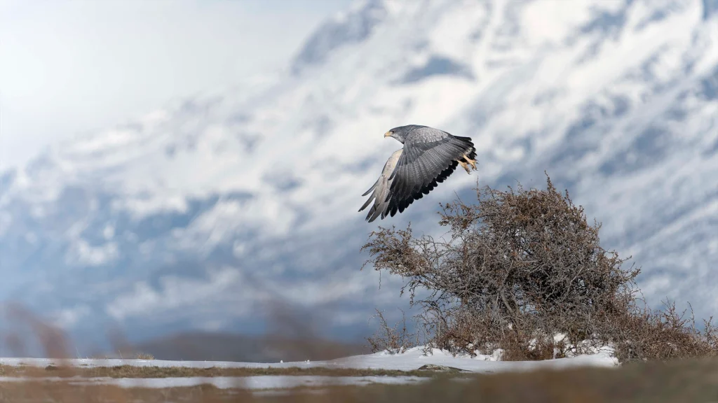 Black-chested Buzzard-Eagle (Geranoaetus melanoleucus)