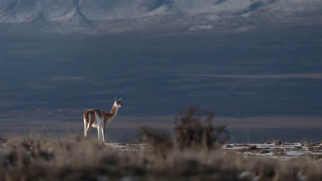 Guanaco (Lama guanicoe)