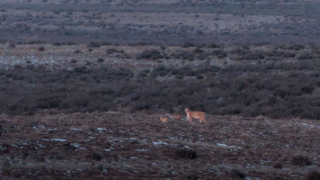 Mountain Lion (Puma concolor)