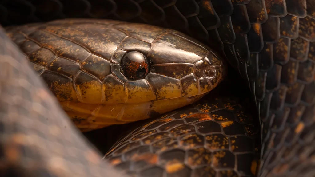 St. Marta's Ground Snake - Atractus sanctaemartae