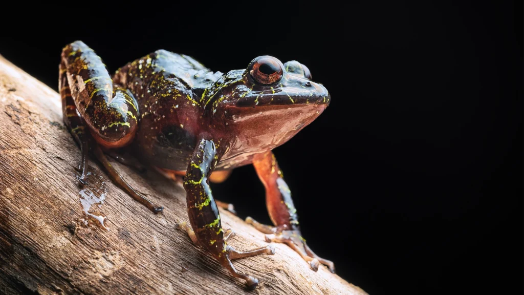 Carmelita's Robber Frog - Serranobatrachus carmelitae