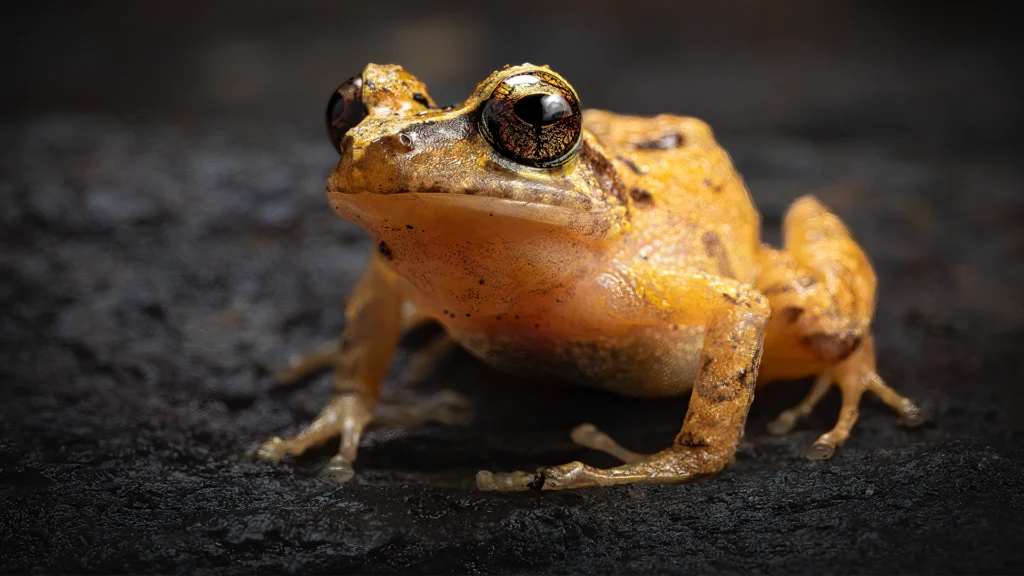 Santa Marta Robber Frog - Serranobatrachus sanctaemartae