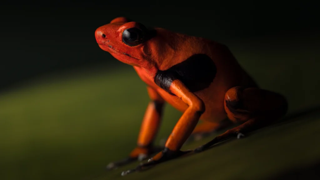 Lehmann's Poison Frog - Oophaga lehmanni