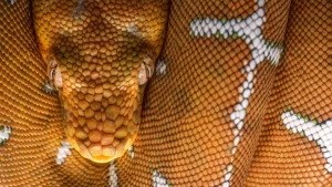 Amazon Basin Emerald Tree Boa - Corallus batesii