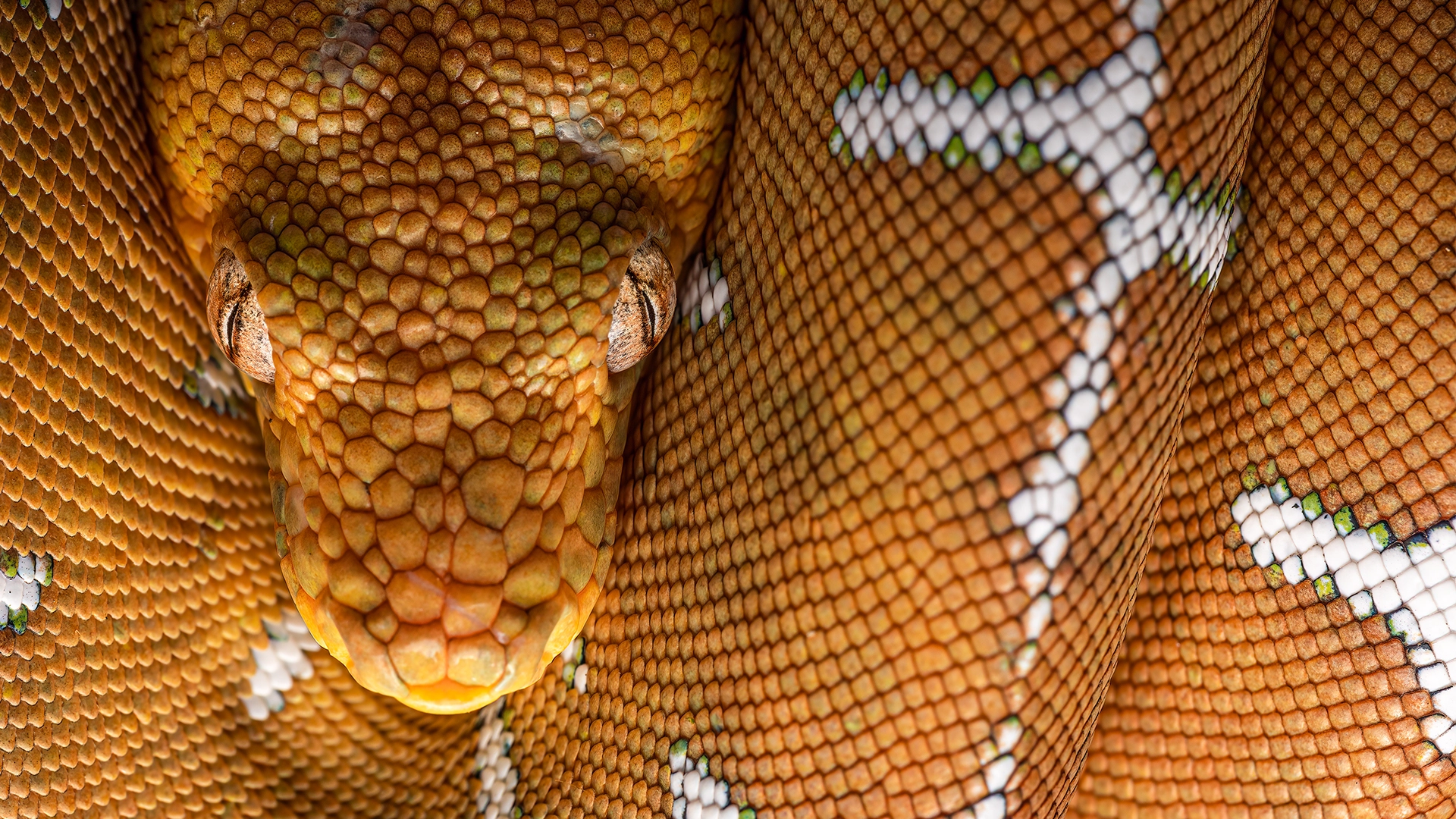 Amazon Basin Emerald Tree Boa - Corallus batesii