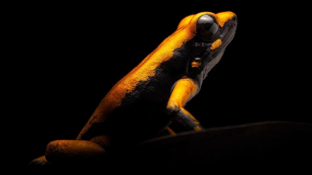 Phyllobates sp.