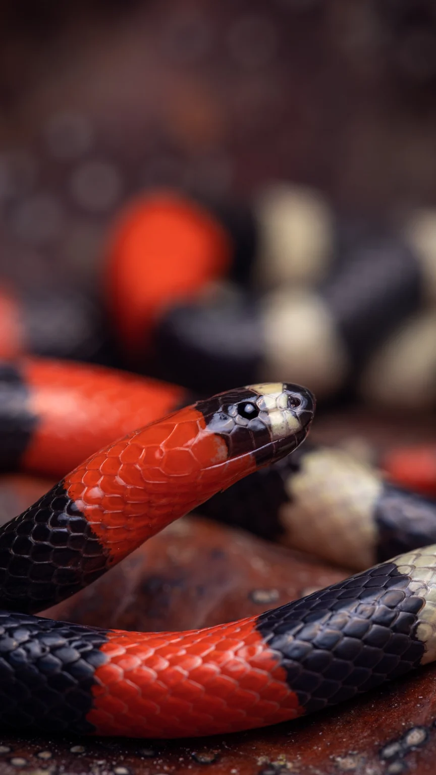 Heller’s Coral Snake - Micrurus helleri