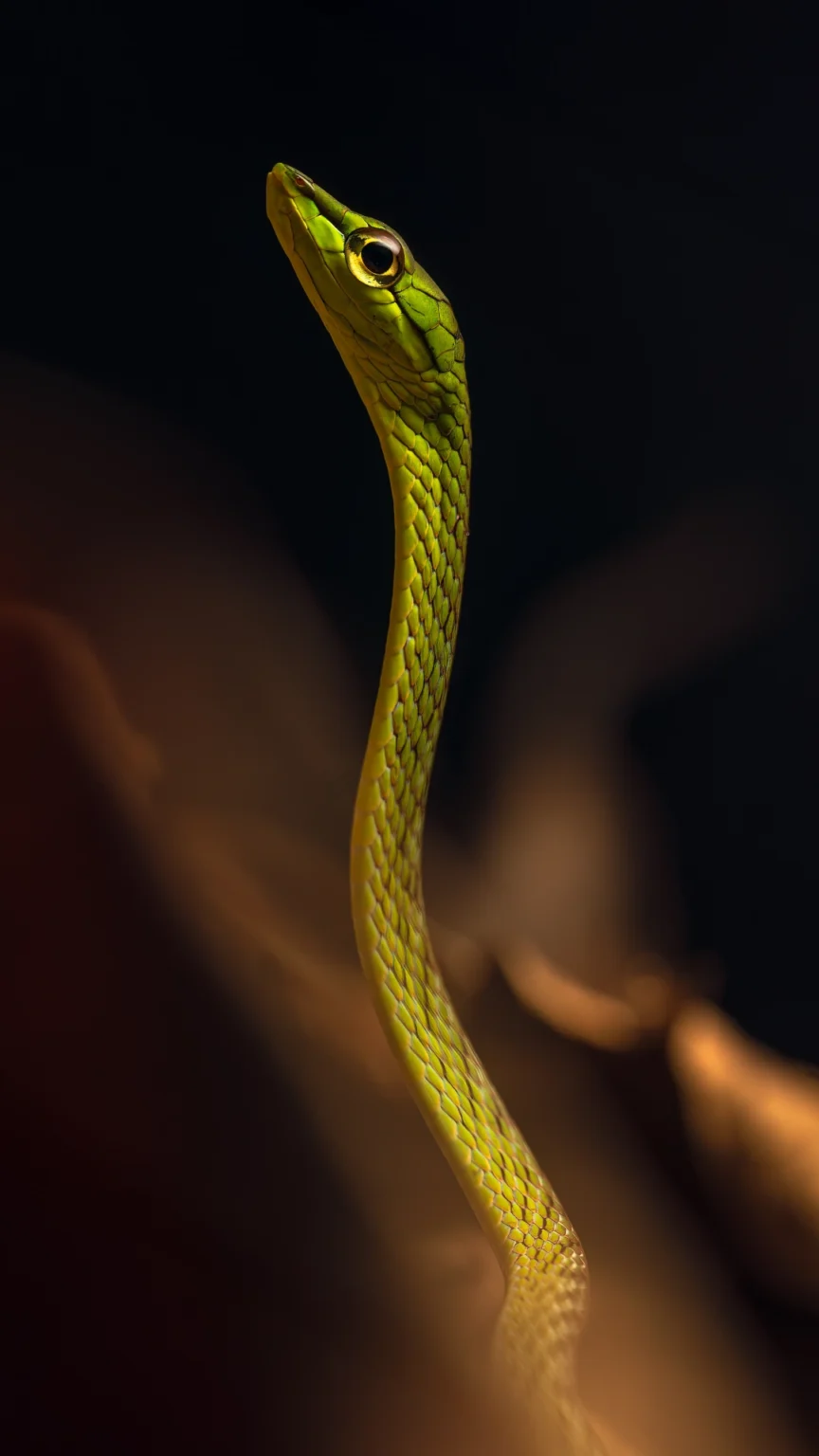 Western Parrot Snake - Leptophis occidentalis