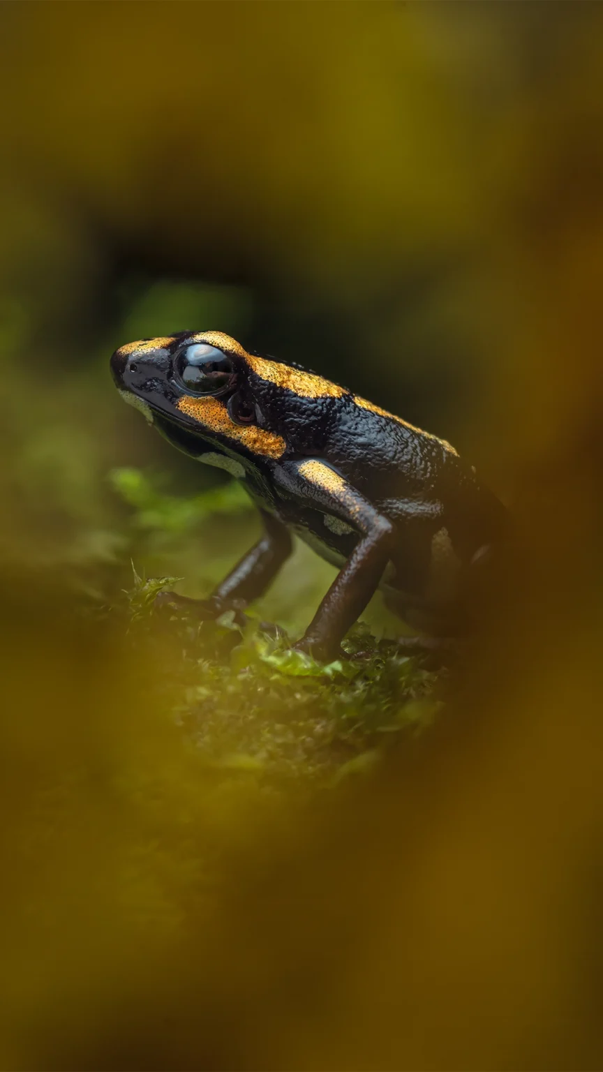 Cauca Poison Frog - Andinobates bombetes
