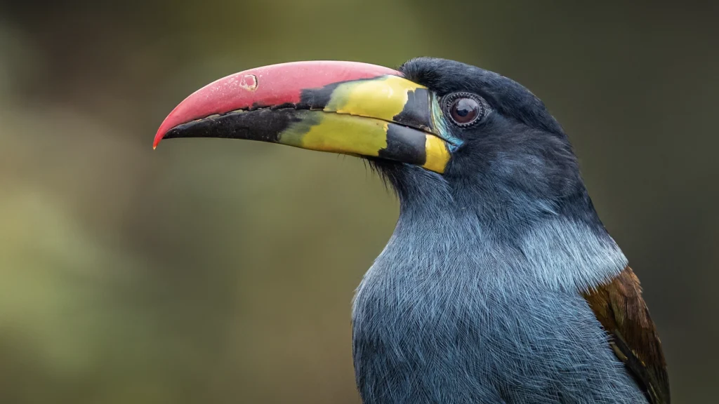 Gray-breasted Mountain-Toucan / Andigena hypoglauca
