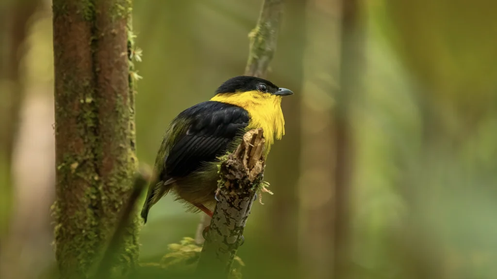 Golden-collared Manakin / Manacus vitellinus