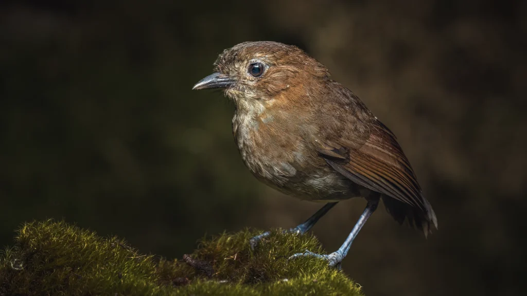 Brown-banded Antpitta / Grallaria milleri
