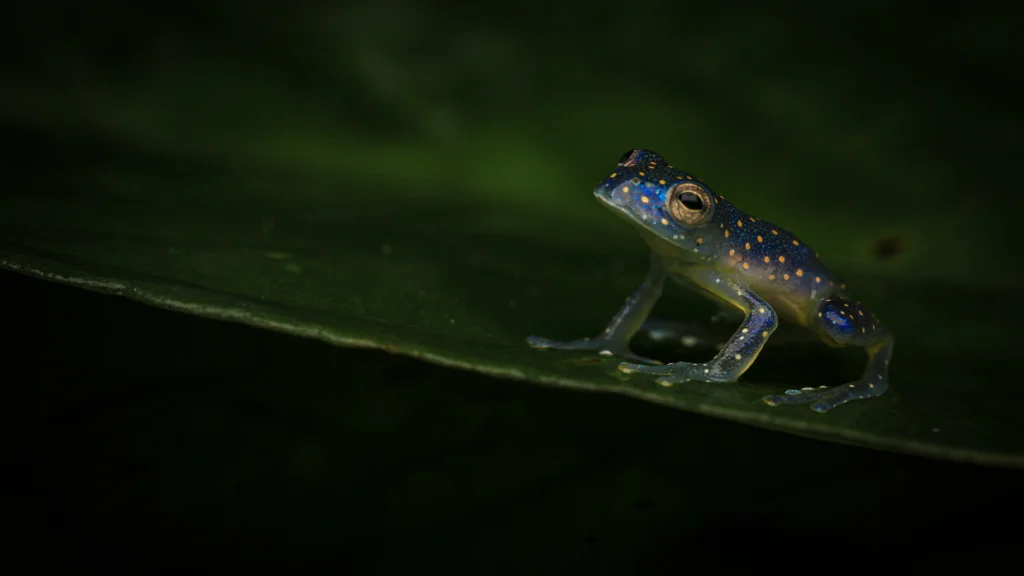 San Jose Cochran Frog - Cochranella euknemos