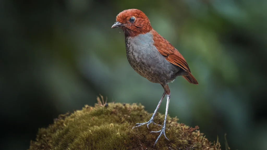 Bicolored Antpitta / Grallaria rufocinerea