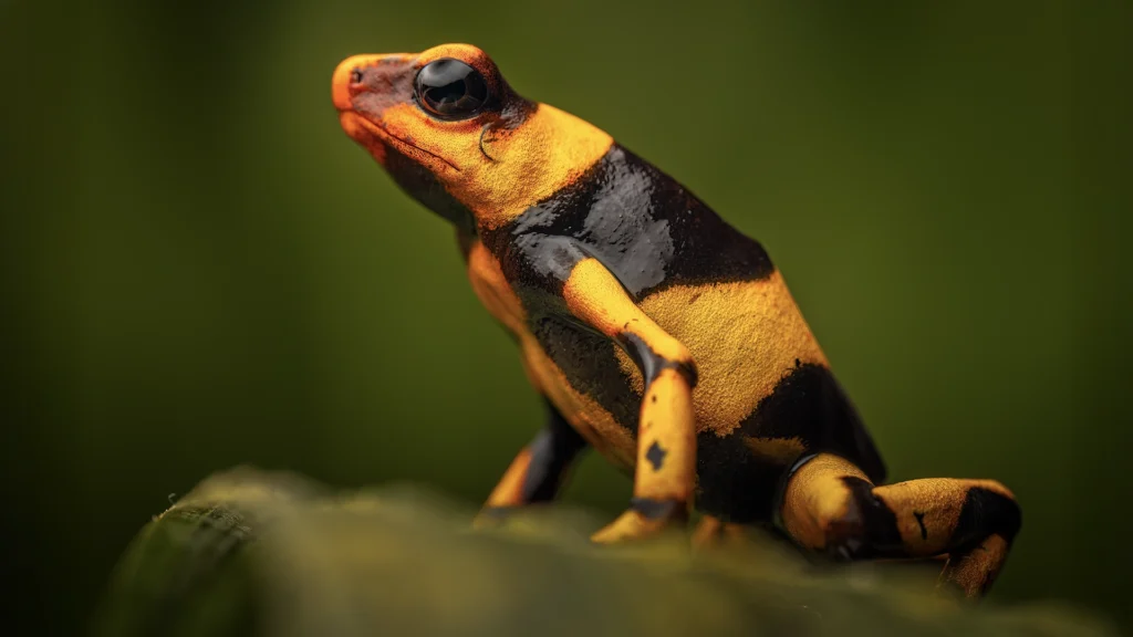 Oophaga lehmanni - Lehmann's Poison Frog