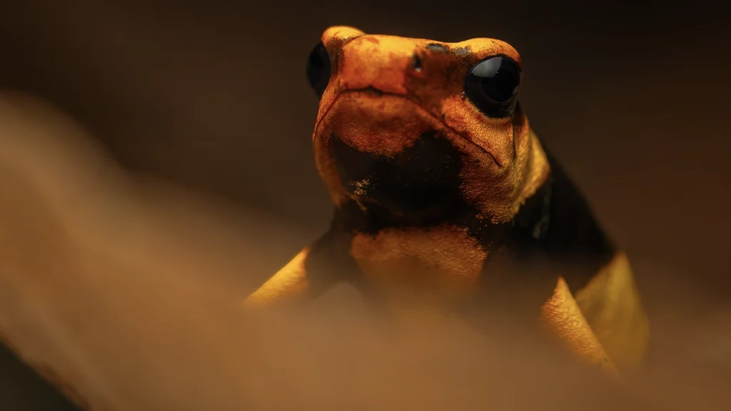 Oophaga lehmanni - Lehmann's Poison Frog