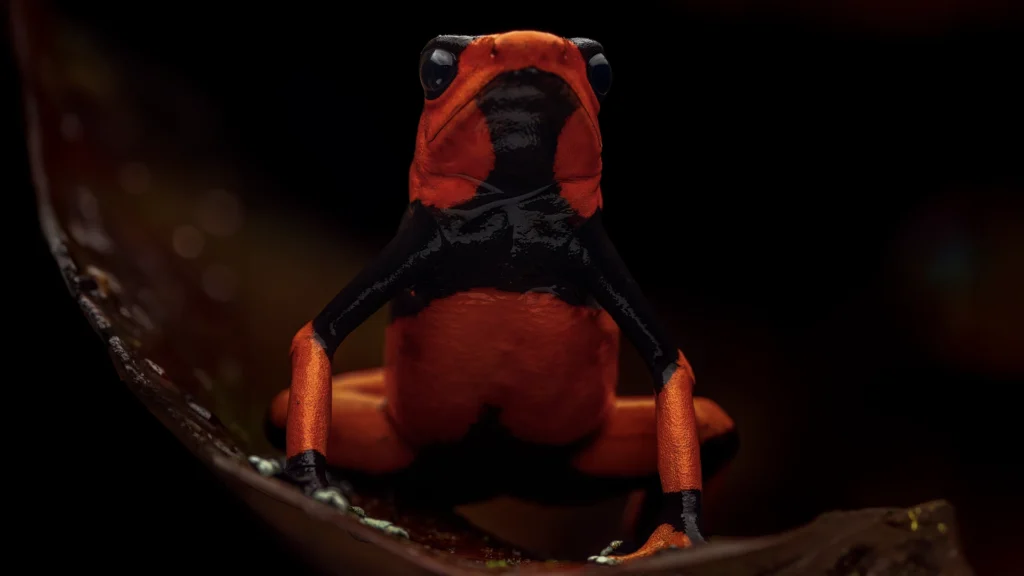 Oophaga lehmanni - Lehmann's Poison Frog