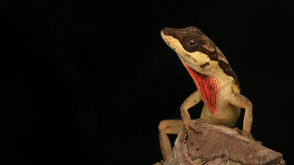 Scalyback Anole - Anolis notopholis