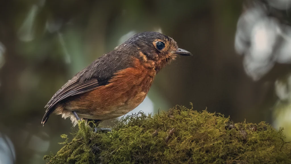 Slate-crowned Antpitta / Grallaricula nana