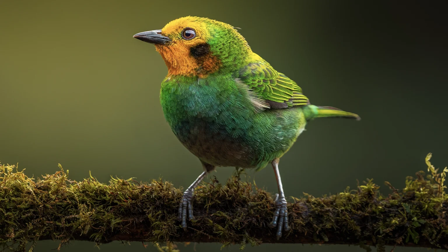 Multicolored Tanager - Chlorochrysa nitidissima