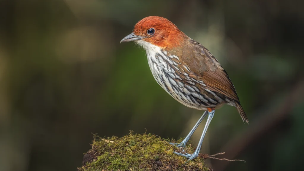 Chestnut-crowned Antpitta / Grallaria ruficapilla