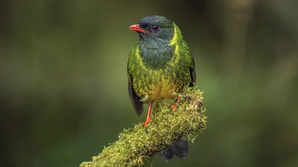 Green-and-black Fruiteater / Pipreola riefferii