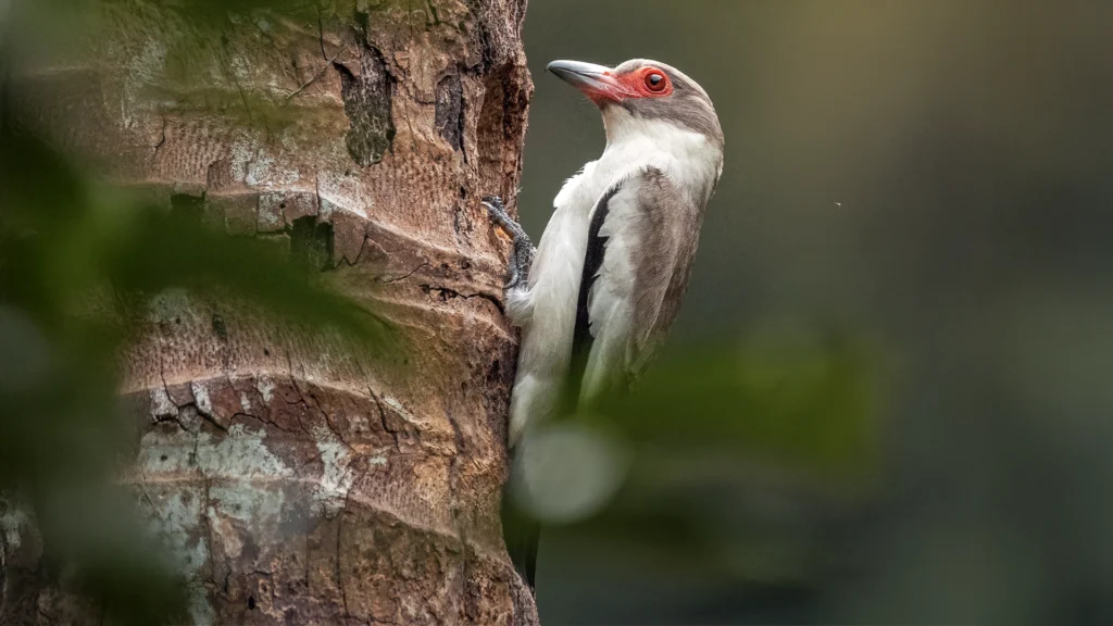 Masked Tityra / tityra semifasciata (Female)