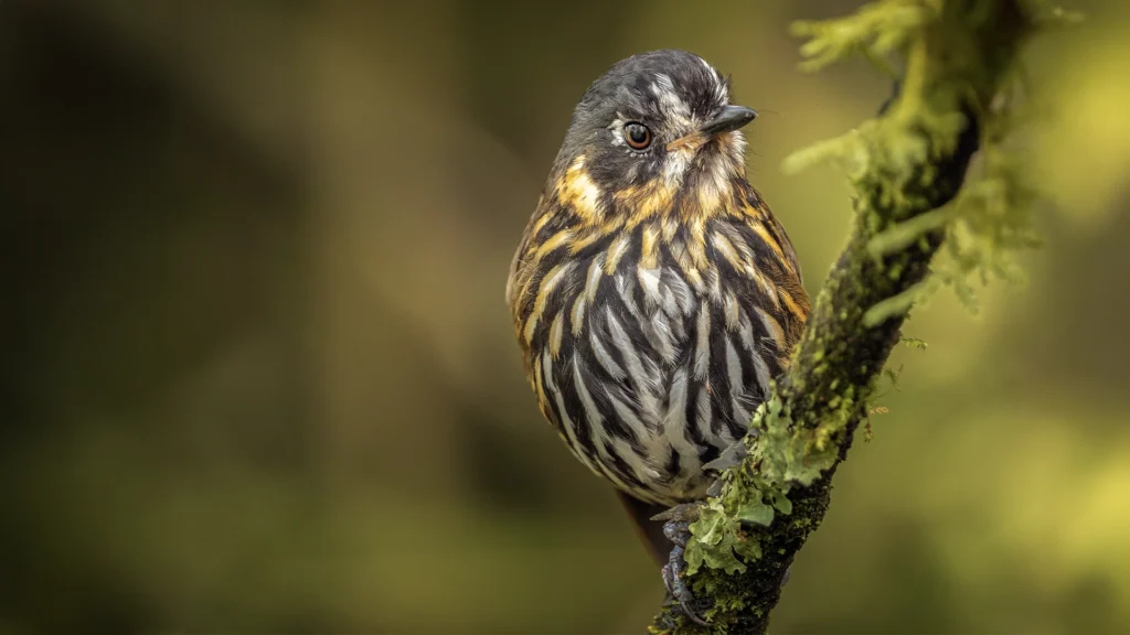 Crescent-faced Antpitta / Grallaricula lineifrons
