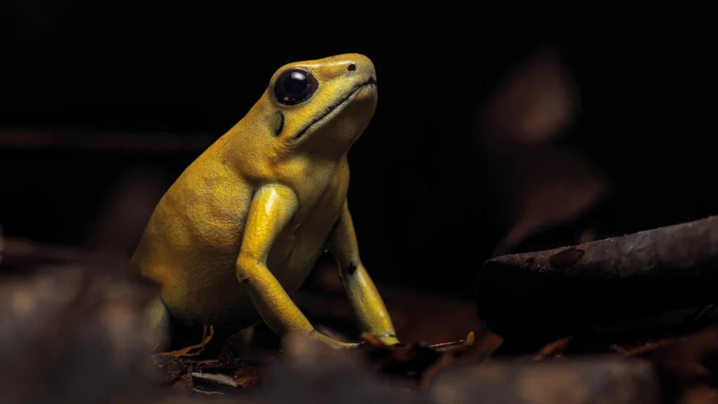 Phyllobates terribilis (Golden Poison Frog)