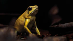 Phyllobates terribilis (Golden Poison Frog)