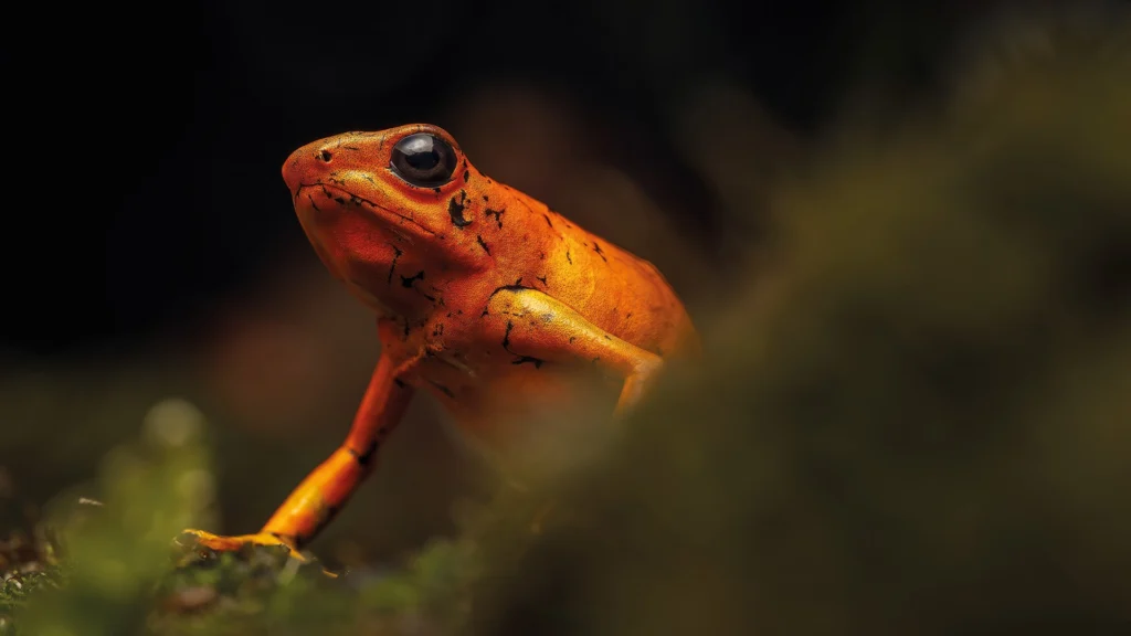 Oophaga sylvatica (Pacific Poison Frog)