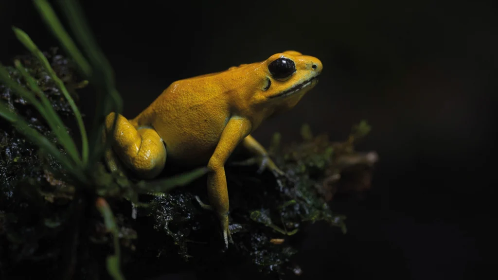 Phyllobates terribilis (Golden Poison Frog)