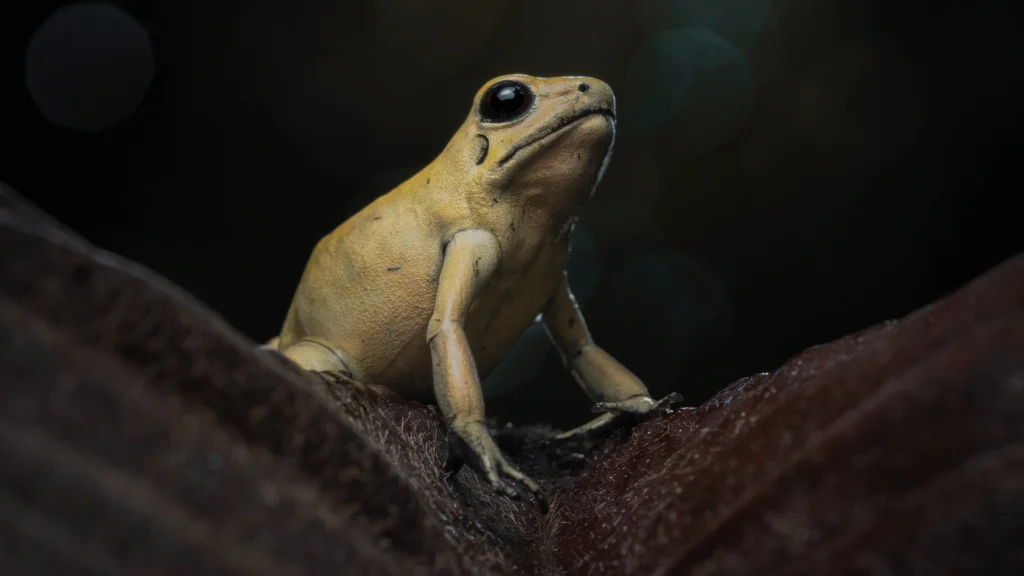 Phyllobates terribilis (Golden Poison Frog)