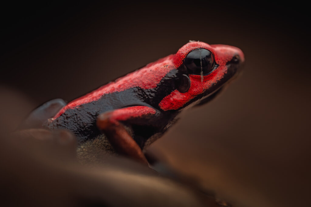 Andinobates bombetes (Cauca Poison Frog)