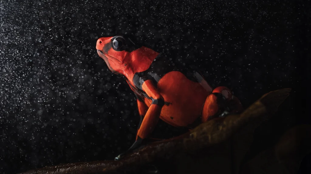 Oophaga lehmanni - Lehmann's Poison Frog