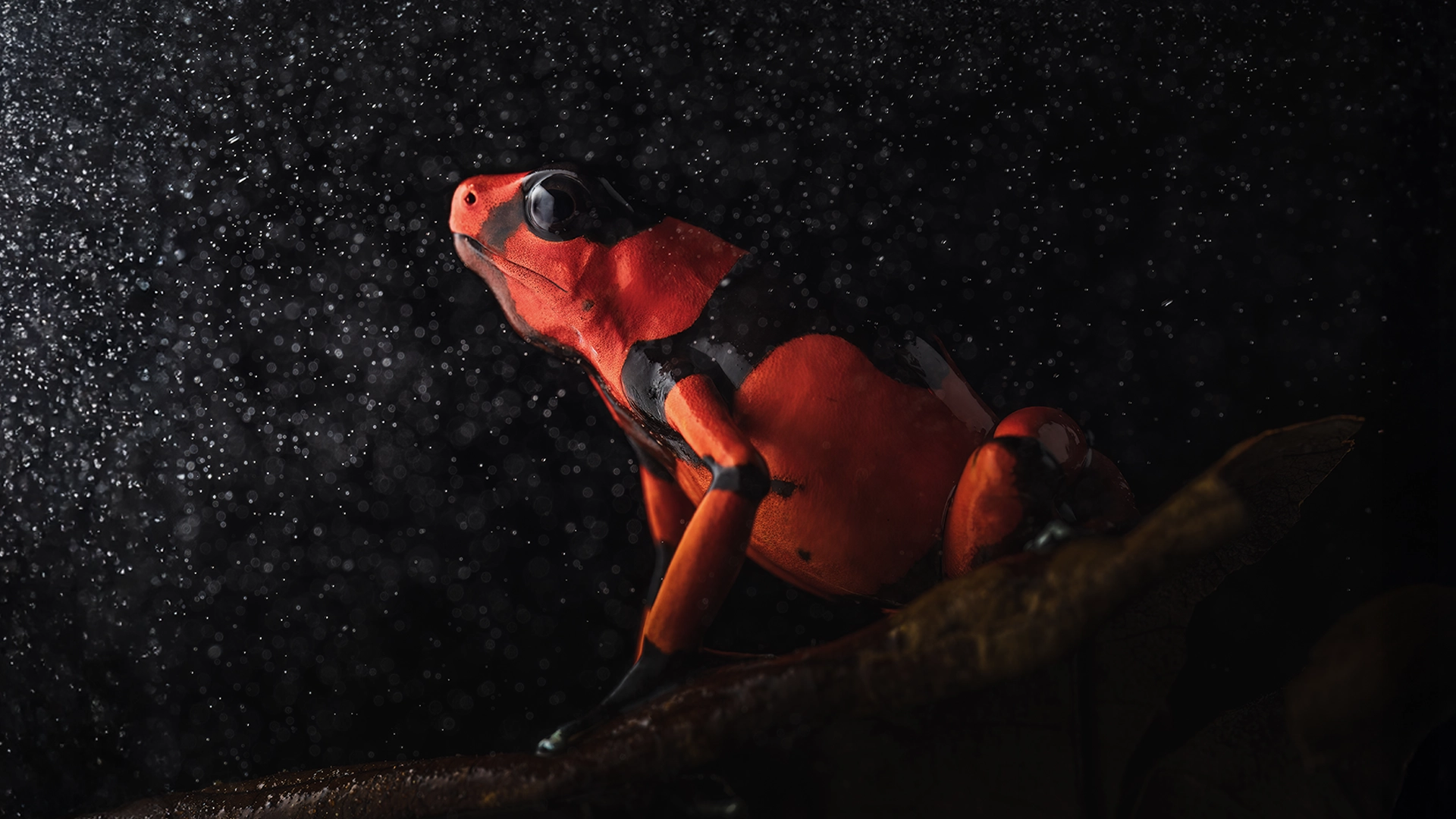 Oophaga lehmanni - Lehmann's Poison Frog