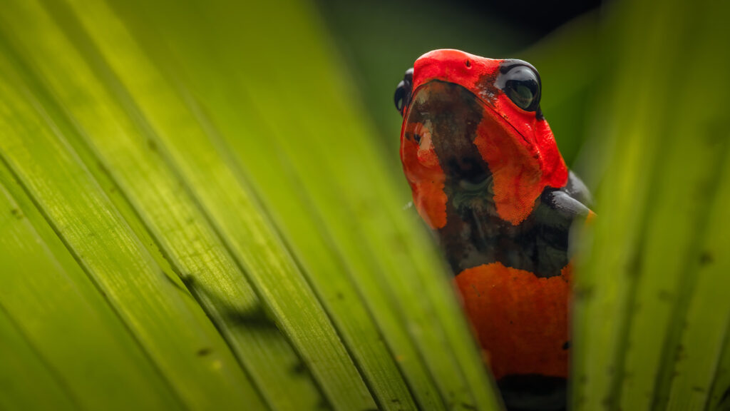 Oophaga lehmanni - Lehmann's Poison Frog