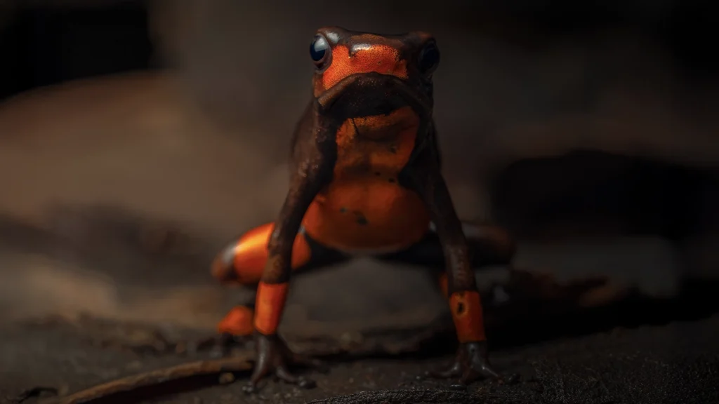 Oophaga histrionica (Harlequin Poison Frog)