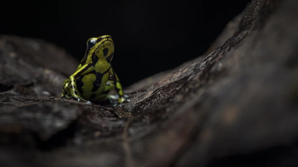 Andinobates fulguritus (Yellowbelly Poison Frog)