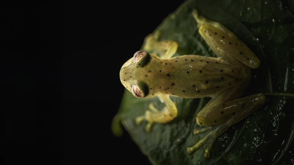 Espadarana prosoblepon (Nicaragua Giant Glass Frog)