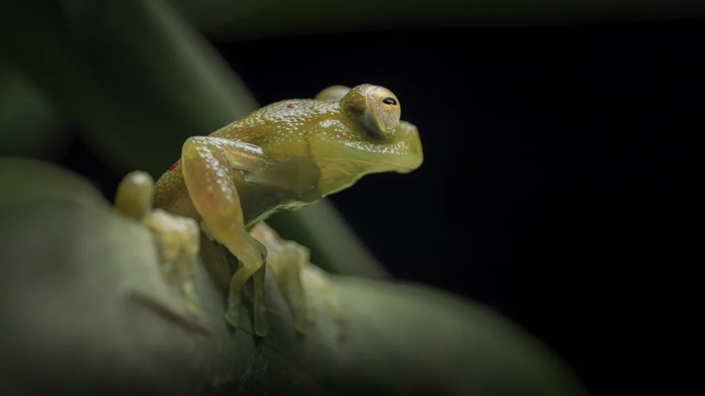 Nymphargus grandisonae (Red-spotted Glassfrog)