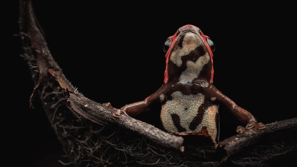 Andinobates bombetes (Cauca Poison Frog)