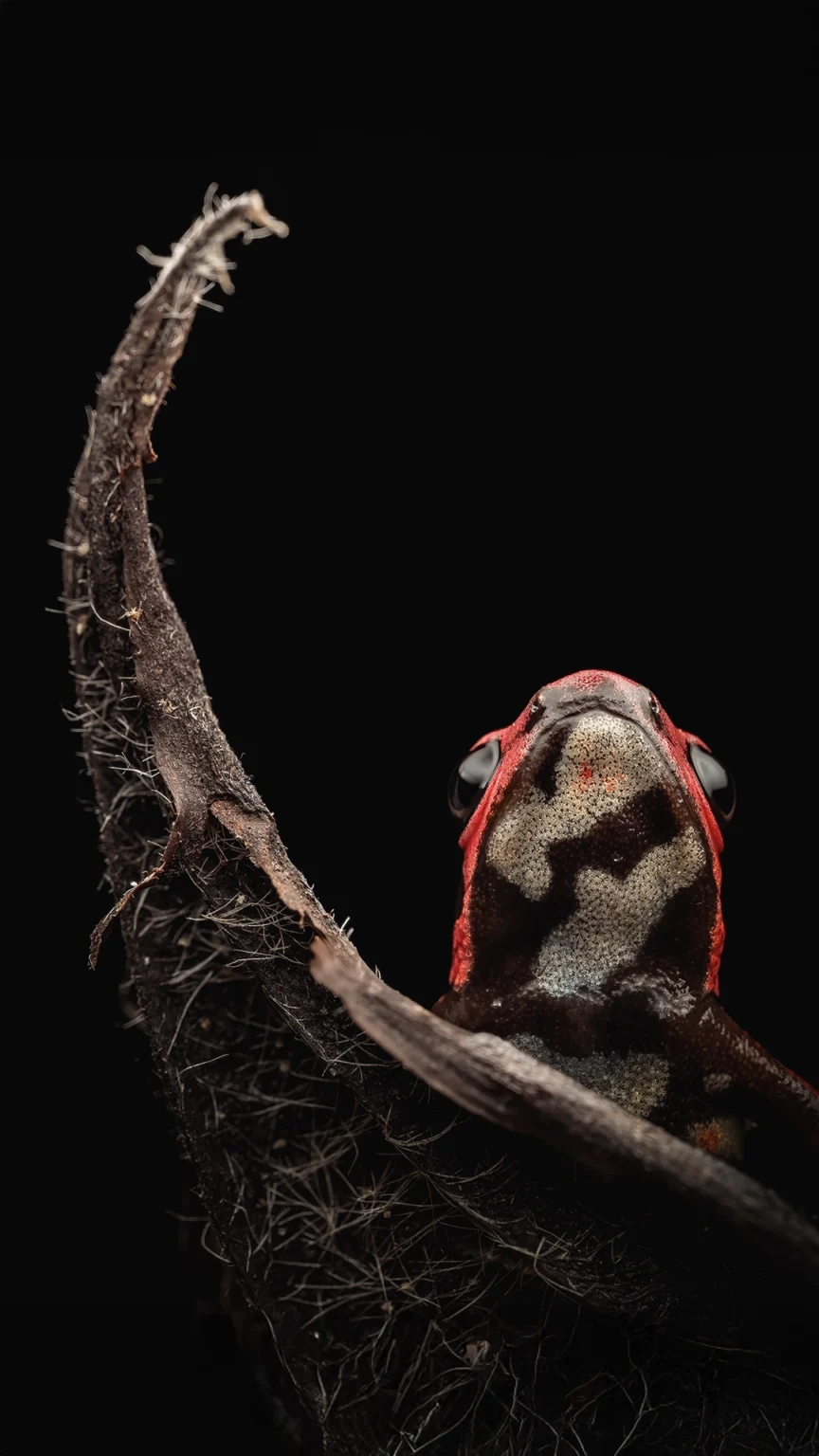Andinobates bombetes (Cauca Poison Frog)