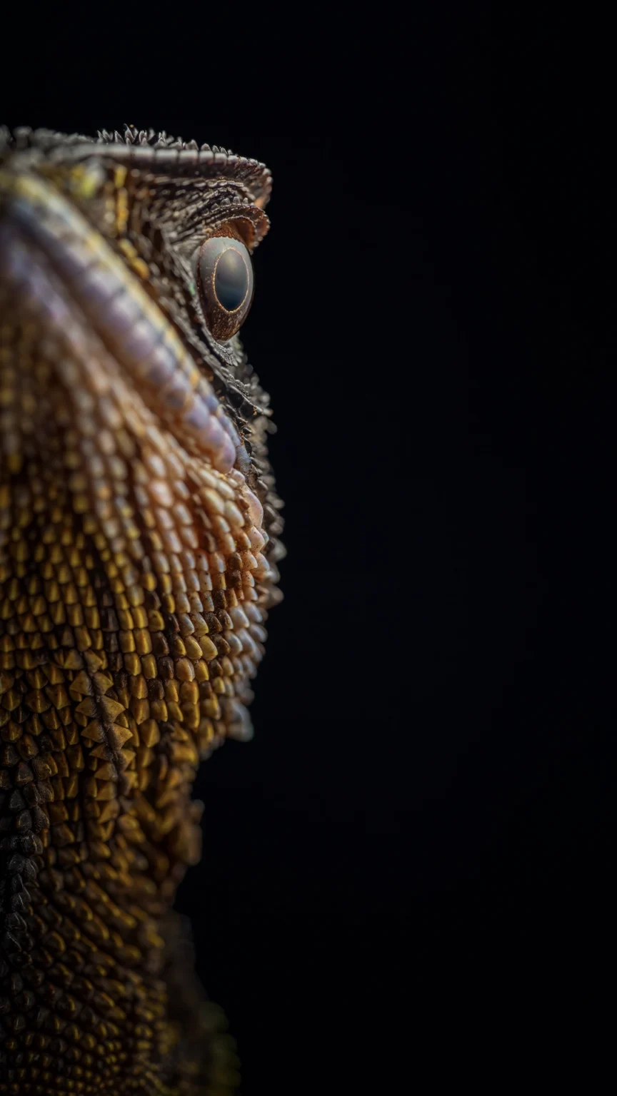 Enyalioides heterolepis (Bocourt's Dwarf Iguana)