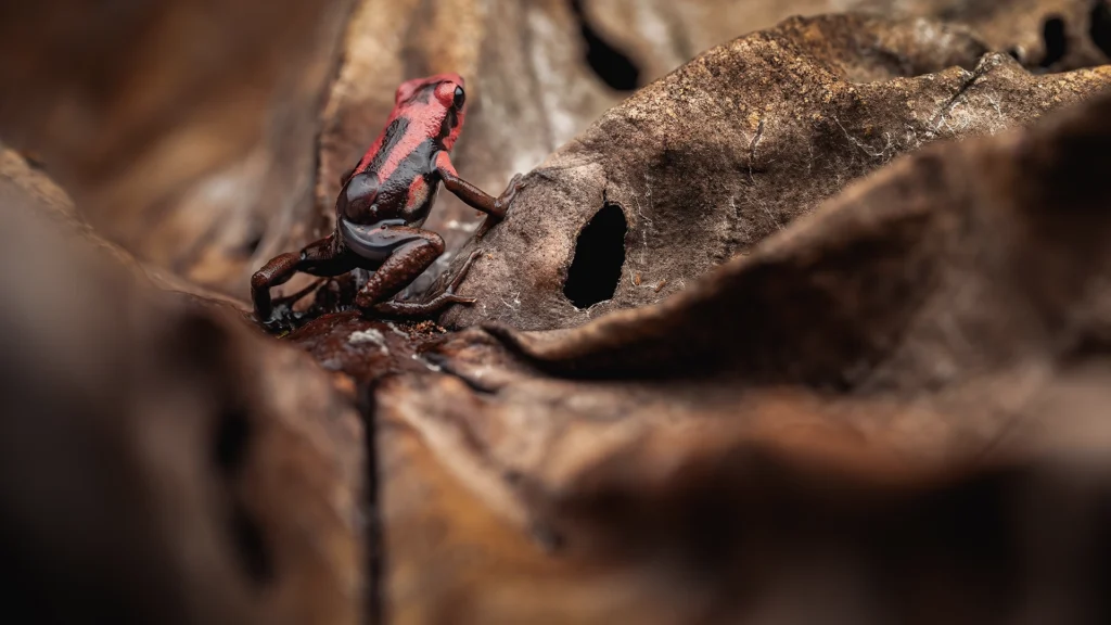 Andinobates bombetes (Cauca Poison Frog)