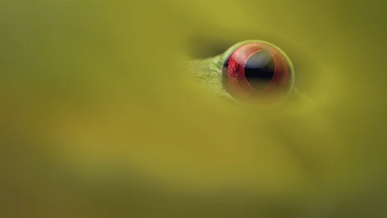 Agalychnis spurrelli (Gliding Treefrog)