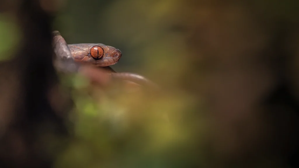 Leptodeira septentrionalis (Northern Cat-eyed Snake)