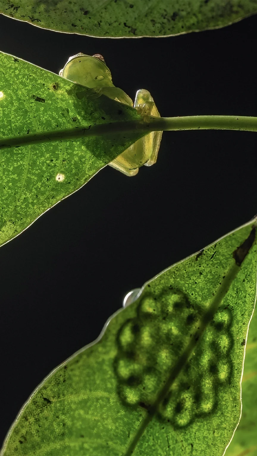 Centrolene savagei (Savage's Cochran Frog)