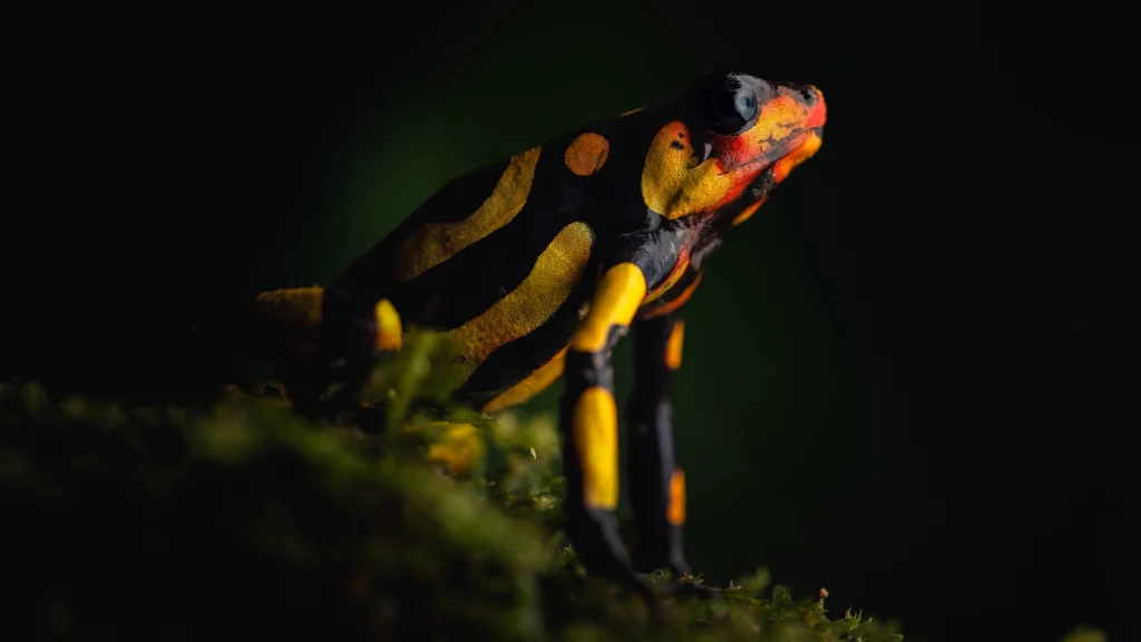 Oophaga lehmanni (Lehmann's Poison Frog)