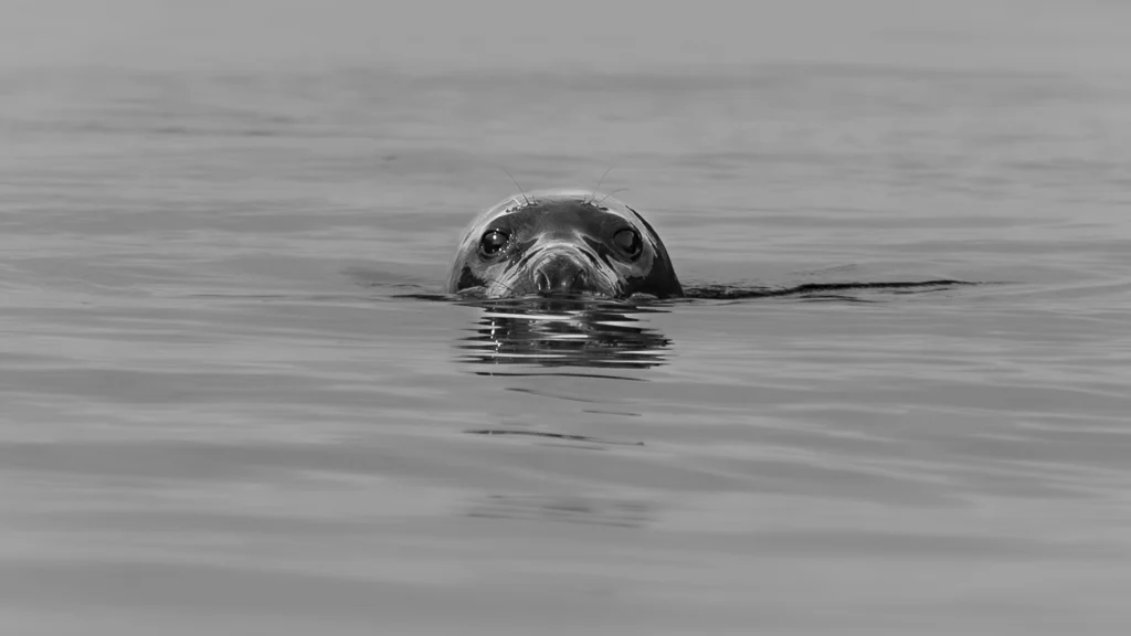 Ballenas_Islandia_2